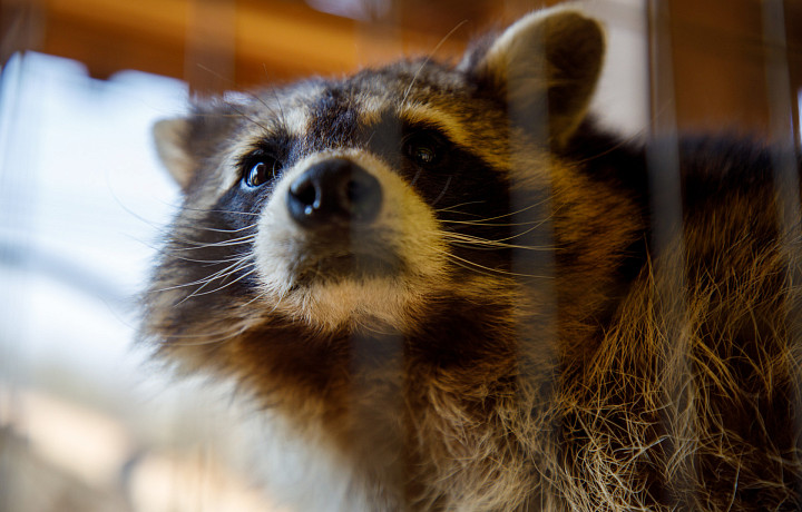 Зооуголок в Центральном парке Тулы переходит на зимний режим работы