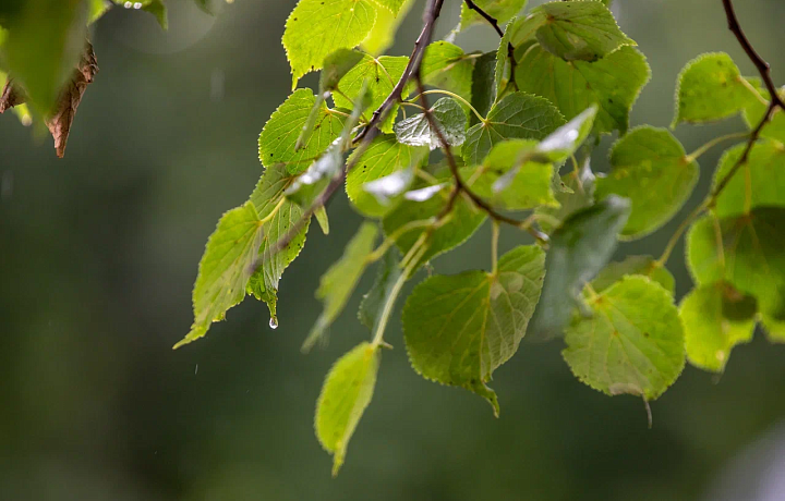 В Туле 1 августа пройдут дожди и похолодает до +21 градуса