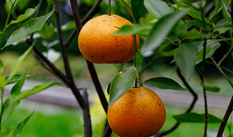 В Тульской области в октябре созрели мандарины