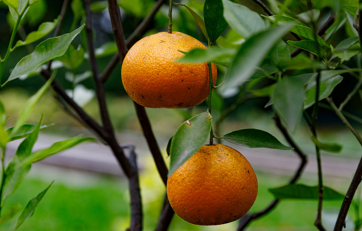 В Тульской области в октябре созрели мандарины