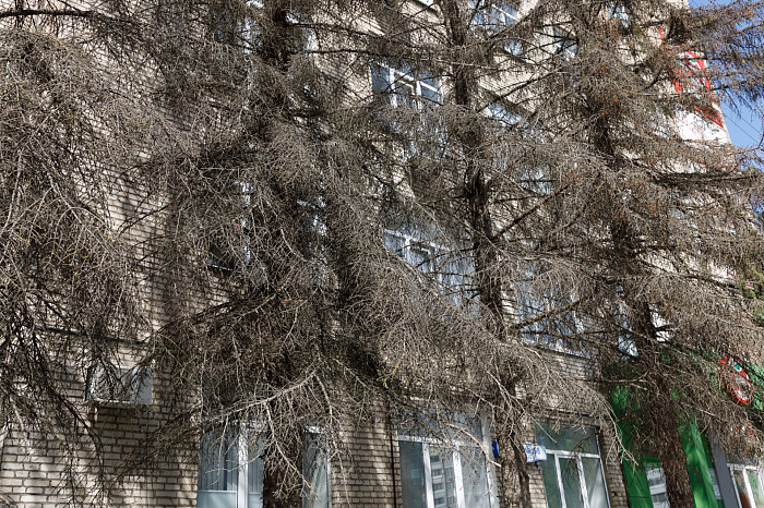 Ели засохли в сквере у ТЦ на улице Болдина в Туле