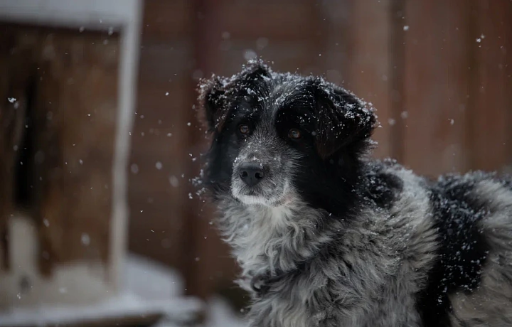 Названы города и районы Тульской области, где насчитали больше всего бездомных собак