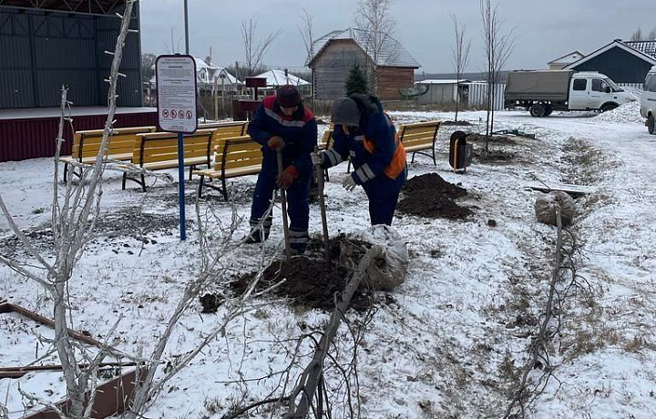 В тульской деревне Скорнево высадили 25 лип