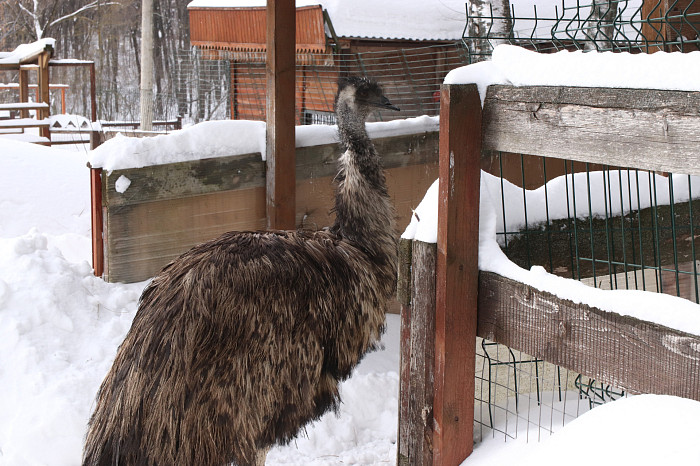 Зверские морозы: как животные зооуголка Белоусовского парка переживают снежную зиму и природные катаклизмы. Фоторепортаж