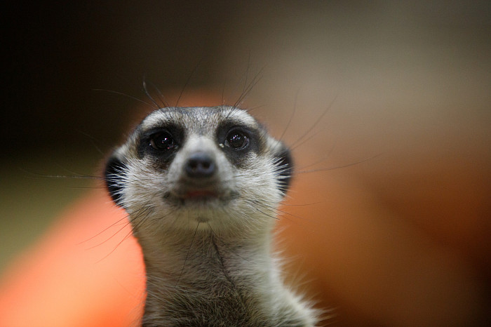 «Сурикаты агрессивно относятся к чужакам»: стоит ли заводить таких питомцев в доме