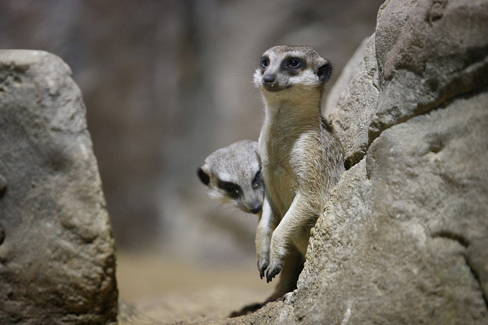 «Сурикаты агрессивно относятся к чужакам»: стоит ли заводить таких питомцев в доме