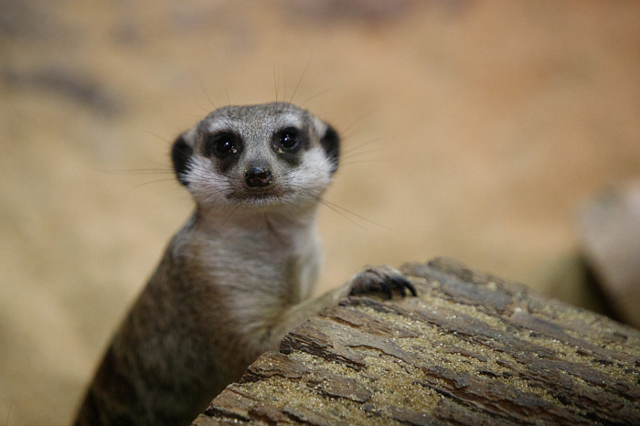 «Сурикаты агрессивно относятся к чужакам»: стоит ли заводить таких питомцев в доме