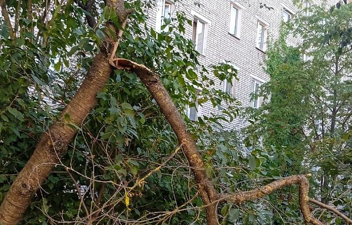 Алексинцы пожаловались на сломанные деревья в городе