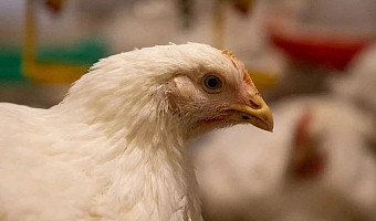 В Тульской области на 12% выросло производство мяса домашней птицы