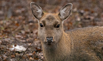 Туляков приглашают поучаствовать в акции по сбору желудей для обитателей зооуголка Центрального парка