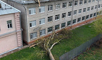Минобр: при падении дерева на детский интернат в Туле никто не пострадал