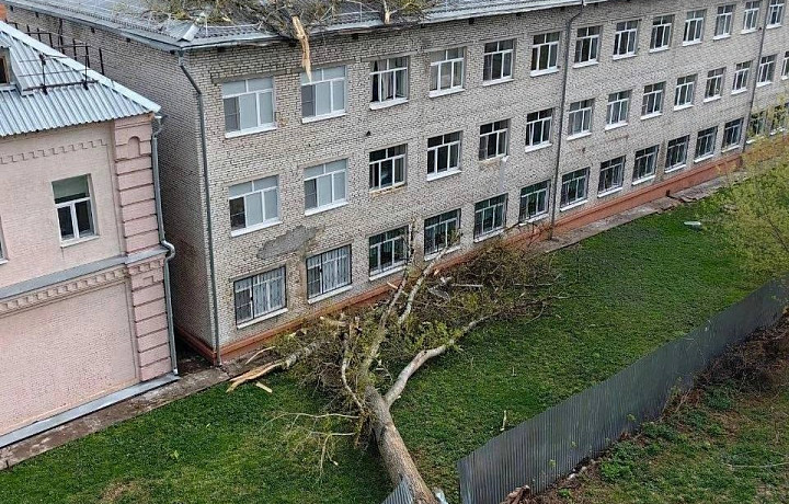Минобр: при падении дерева на детский интернат в Туле никто не пострадал