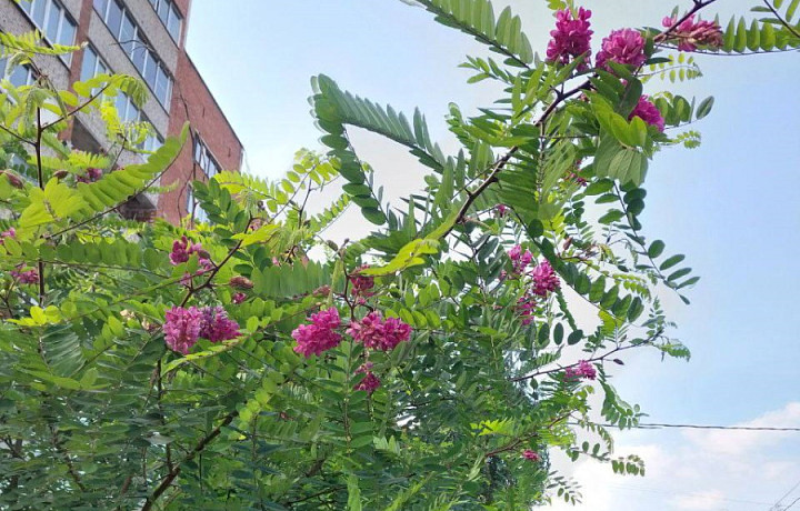 Туляки сообщили, что в городе в середине сентября зацвела акация