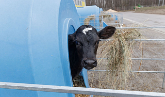 В Тульской области зафиксированы три случая заболеваний крупного рогатого скота