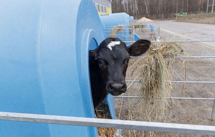 В Тульской области зафиксированы три случая заболеваний крупного рогатого скота