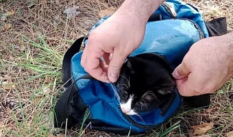 По стопам тульского Барсика: в Самаре поймали кота с марихуаной в ошейнике