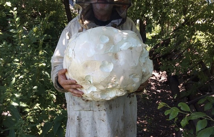 Житель Чернского района обнаружил гигантский краснокнижный гриб