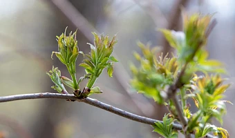 Прогноз синоптика на выходные с 1 по 3 мая в Туле: стоит ли ждать праздничной погоды?