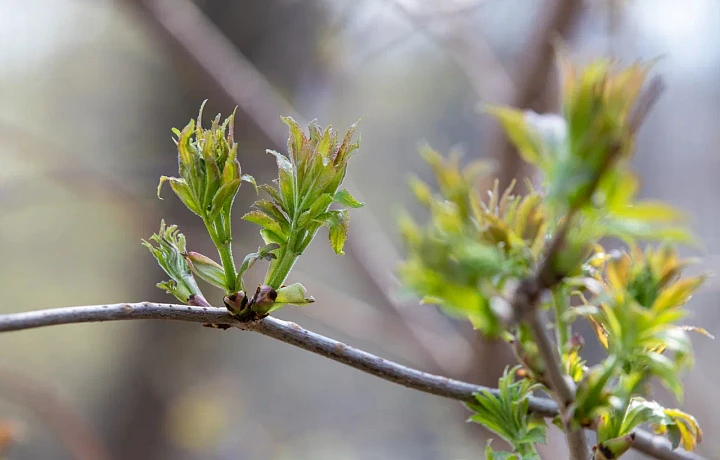 Прогноз синоптика на выходные с 1 по 3 мая в Туле: стоит ли ждать праздничной погоды?