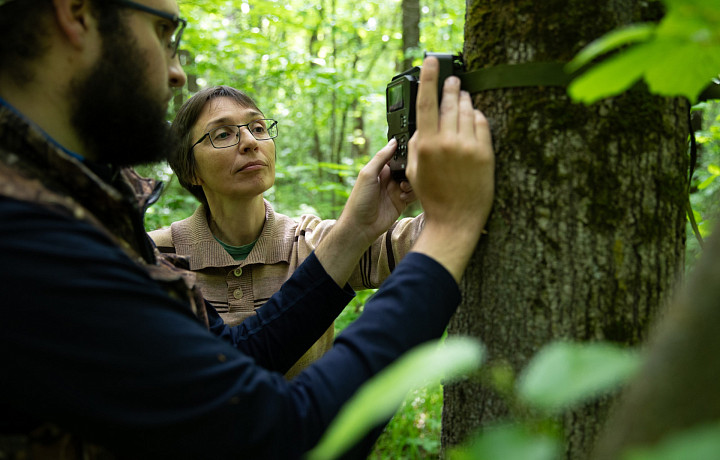 В «Тульских засеках» начали изучать барсуков с помощью фотоловушек
