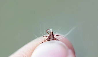 Девять жителей Тульской области пострадали от укусов клещей