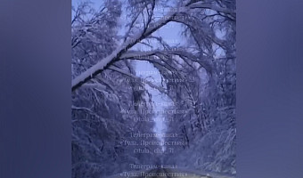 Туляки сообщают об аварийных заснеженных деревьях на дороге Тула–Демидовка–Оленино