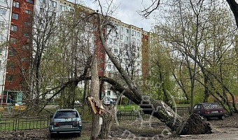 На улице Новомосковской в Туле ветром из земли вырвало дерево