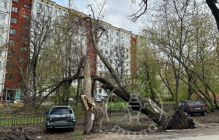 На улице Новомосковской в Туле ветром из земли вырвало дерево