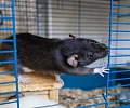 Они любят людей и поддаются дрессировке: правда о декоративных крысах