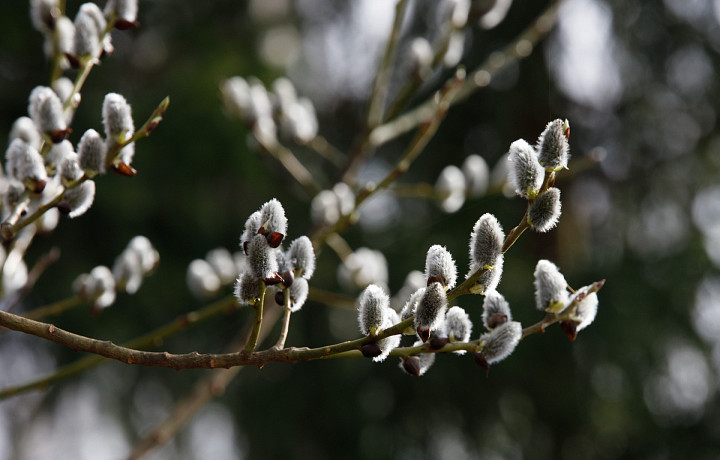 Роспотребнадзор опроверг слухи о «нашествии комаров» весной
