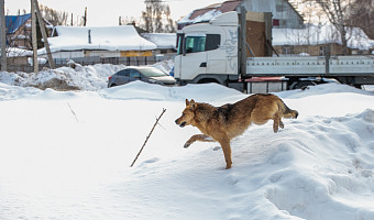 В администрации Тулы прокомментировали отмену приказа о субсидиях приюту «Континент+»