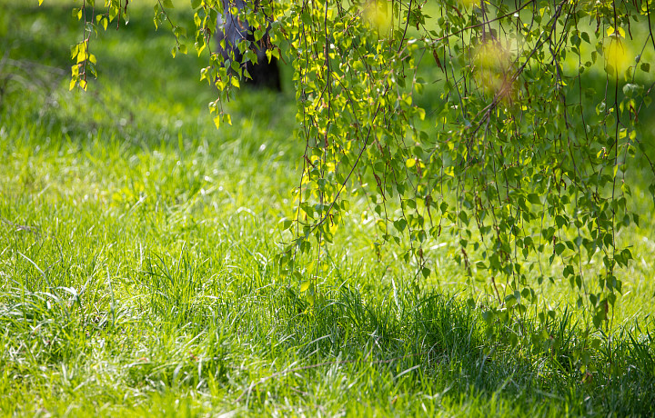 Пыльцевые штормы ожидают туляков весной 2026 года: как защититься и облегчить страдания – поговорили с врачом