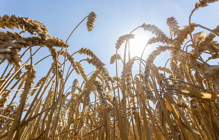 Агроном Александр Дыхныч рассказал, как теплая погода повлияет на урожайность 2025 года