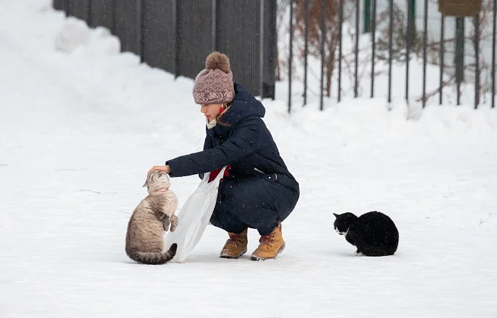 «Мы уже как месяц лечимся»: тулячка подхватила лишай, пытаясь спасти бездомных котят