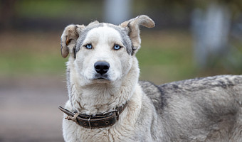 Куда в Туле можно заселиться с домашними животными: список pet-friendly отелей и правила размещения