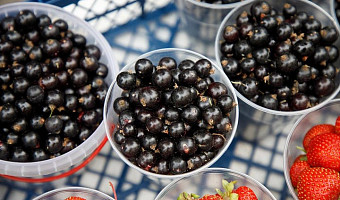 Нутрициолог рассказала, сколько ягод нужно съедать в день для здоровья