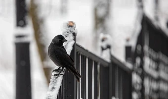 Нулевая температура и без осадков: какая погода будет в Туле и области 18 декабря