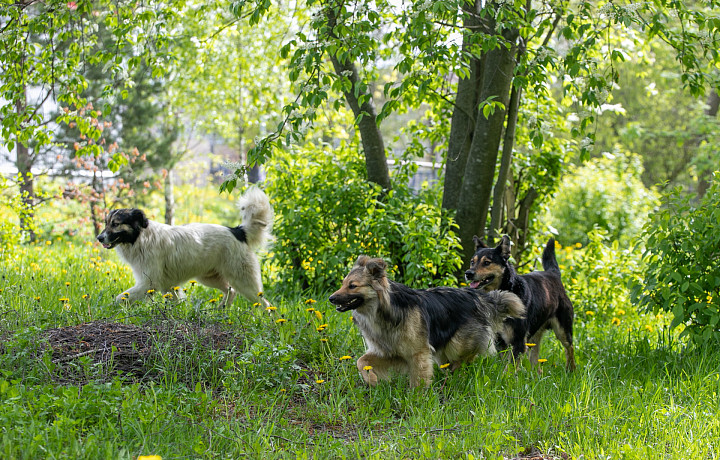 Администрация Плавского района заплатит компенсацию за нападение собаки на девочку