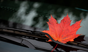 Климатическая осень в Центральной России наступит на неделю раньше срока