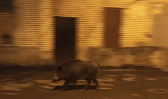 Жители Ясногорска обеспокоены тем, что по городу уже несколько дней бегает дикий кабан