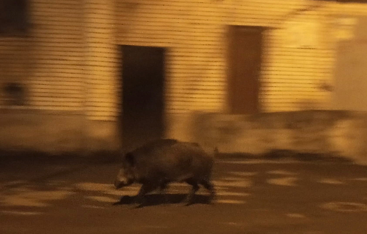 Жители Ясногорска обеспокоены тем, что по городу уже несколько дней бегает дикий кабан