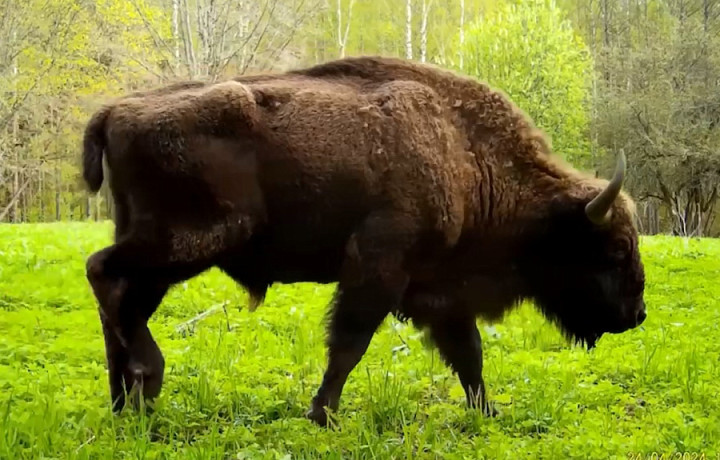 В заповеднике на границе Тульской и Калужской областей обнаружили зубра