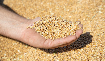 Россельхознадзор аннулировал декларацию на 1 500 тонн пшеницы от тульской компании