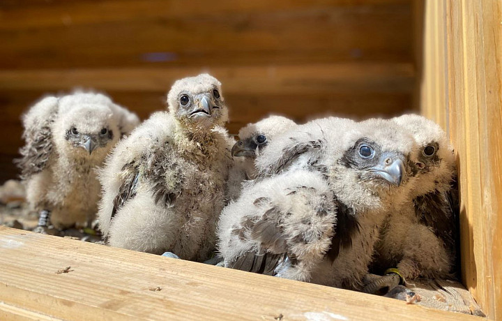 Фонд охраны редких птиц из Тульской области отдал семь соколят национальному парку Алтая