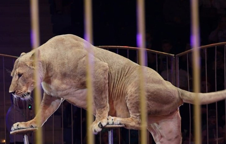 В тульском цирке выступил Виталий Смолянец - дрессировщик без обеих ног