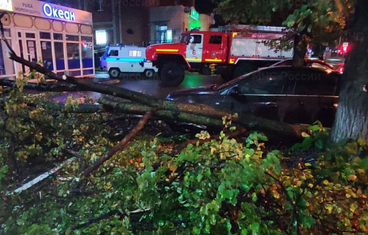 На жителя Новомосковска упало дерево: мужчину госпитализировали