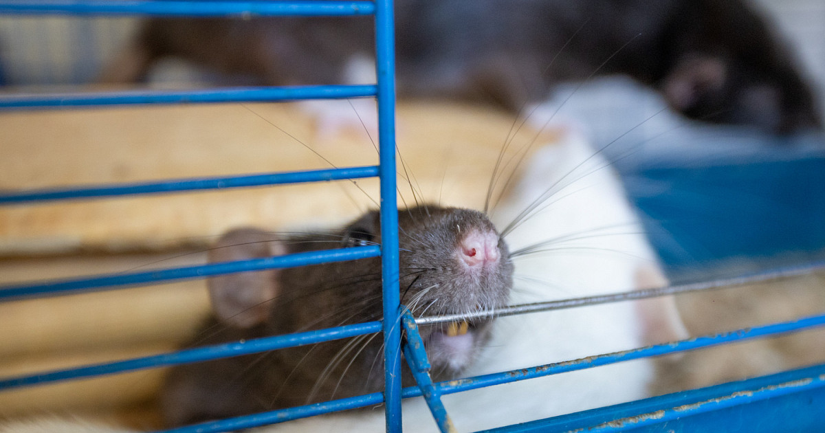 Чем можно заразиться от домашней крысы