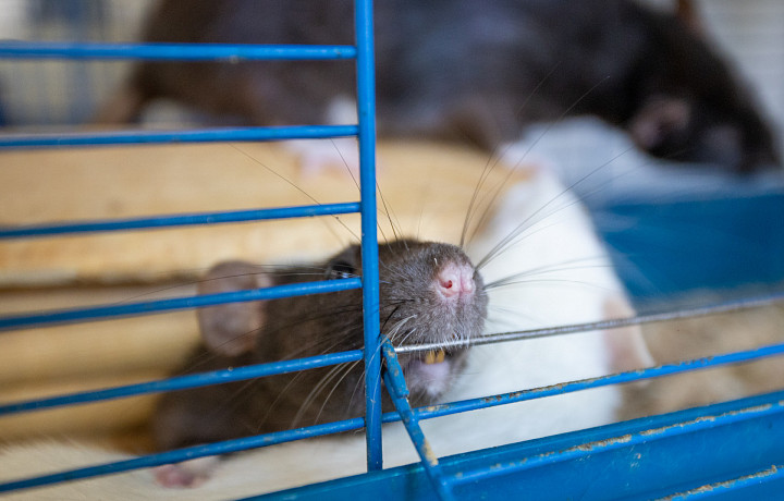 Как ухаживать за крысой дома, и чем они могут быть опасны для человека