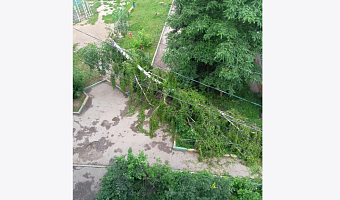 На улице Калинина в Туле дерево упало на дорогу