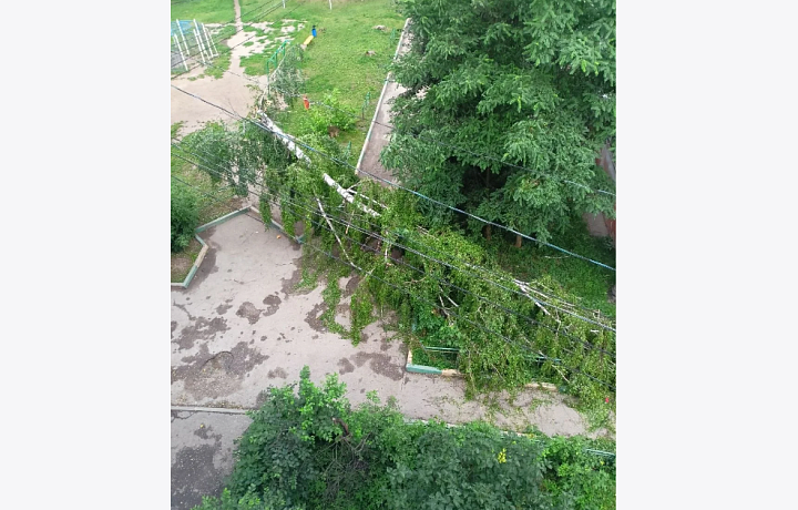 На улице Калинина в Туле дерево упало на дорогу